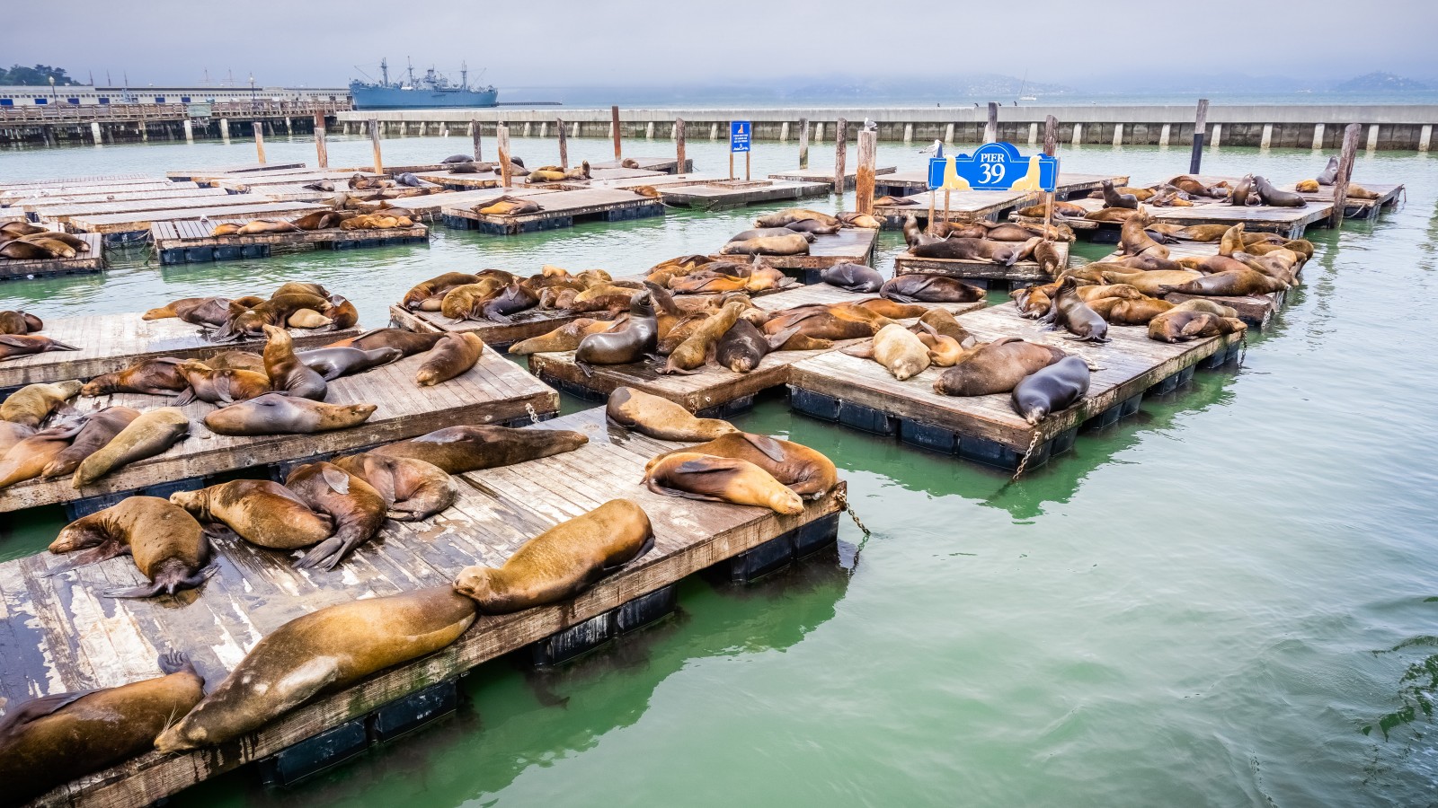 san francisco noleggia una barca sailme