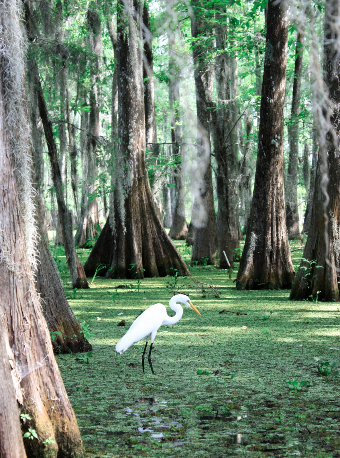 location de bateaux en louisiane sailme