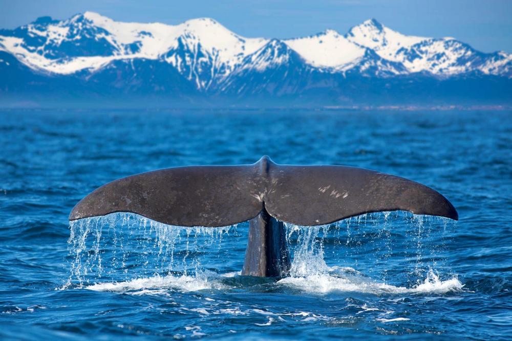 whale watching yacht charter sailme