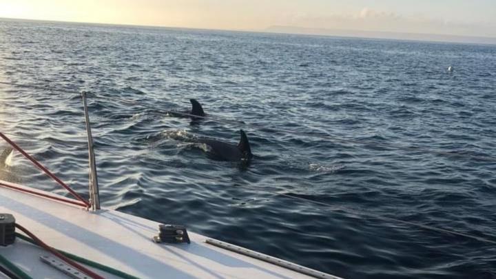 La nature se défend-elle? Pourquoi les orques attaquent-elles les bateaux?