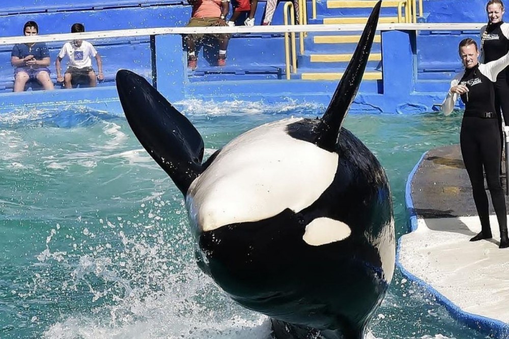 Miami Seaquarium's Lollita orca performing a jump