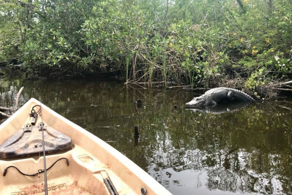 A boat in a river with an aligator in sight