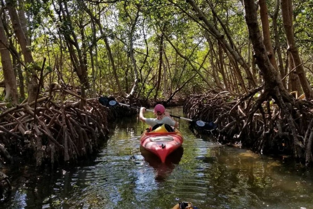 kayak-mangroove-trees-ocean-person-in-kayak