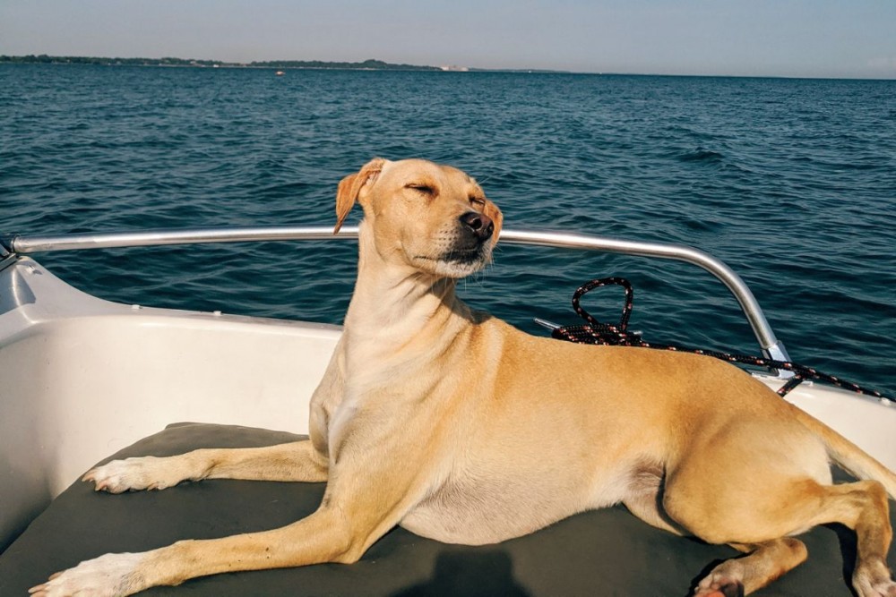 a dog on a boat