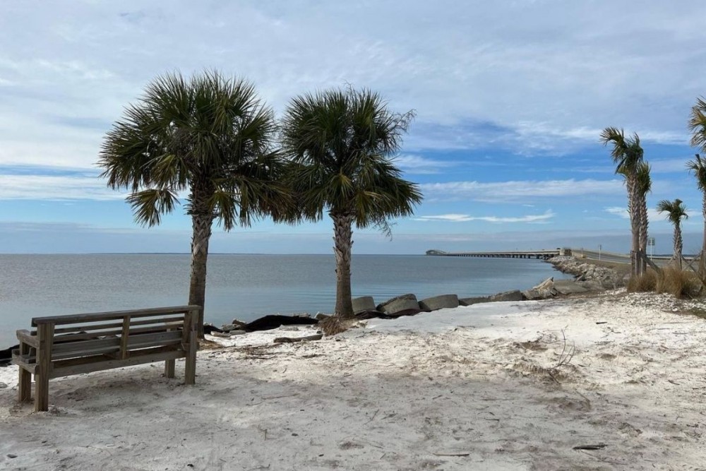 palms and bench on the beach near the ocean