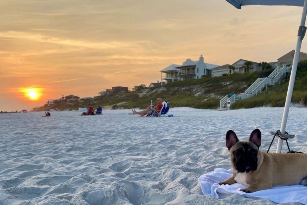 pug dog on santa rosa beach at sunset