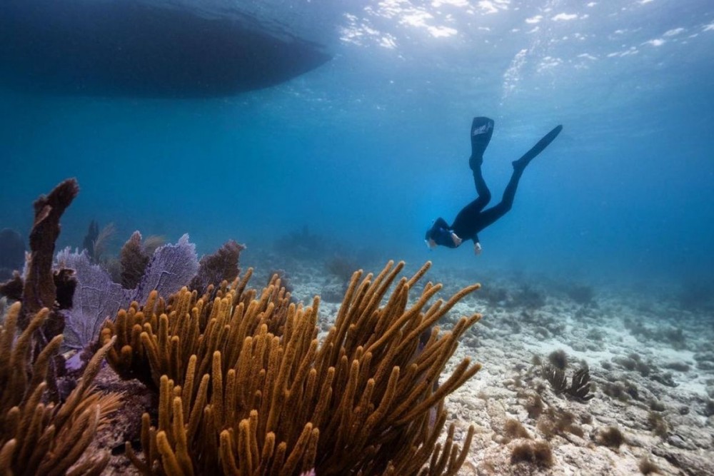 coral-reef-boat-ocean-water-diver