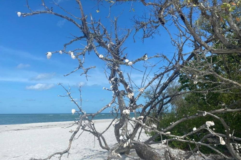 Tree with seashells on it at Barefoot Beach Preserve, Bonita Springs
