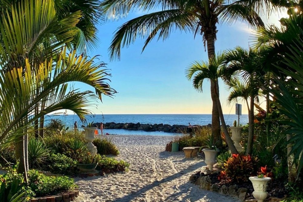 Upham Beach Park Palms, beach, ocean